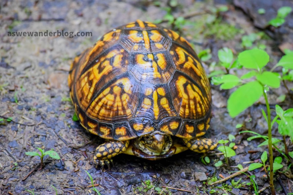 Box turtle with head retracted