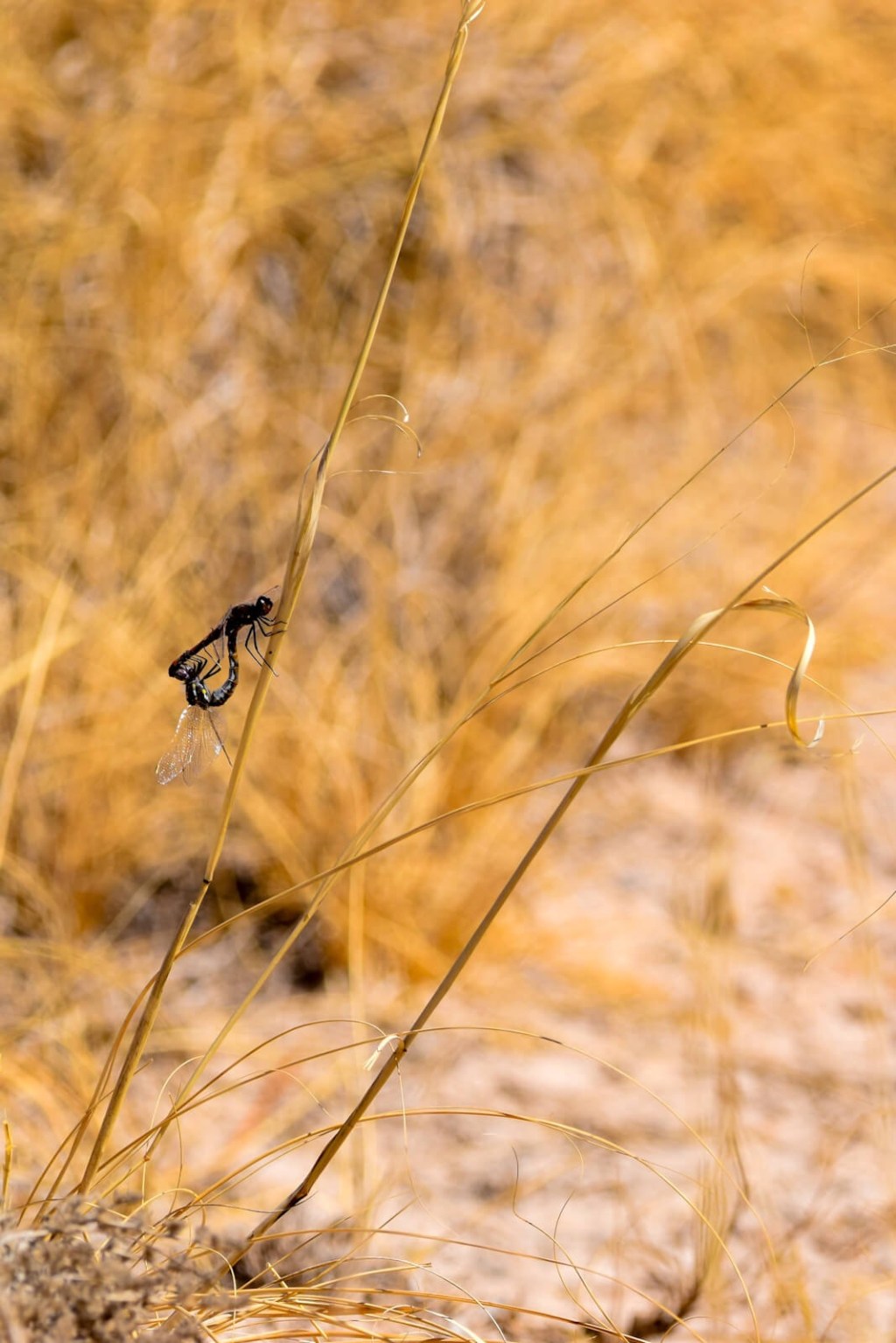 A heart shape formed by mating dragonflies