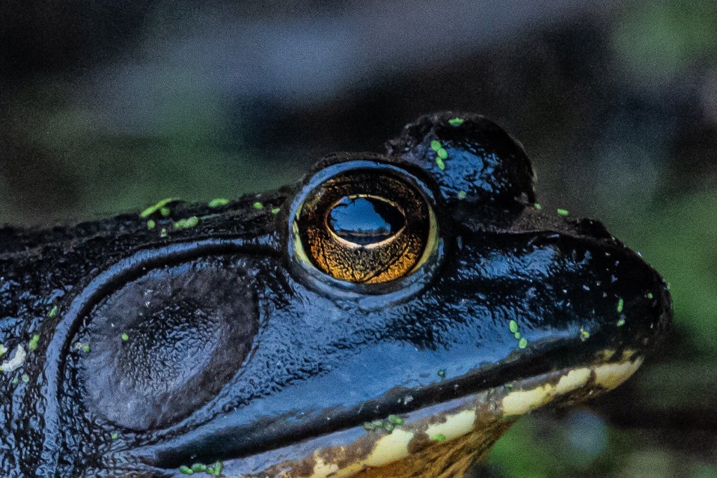 Shoreline reflected in eye of American Bullfrog