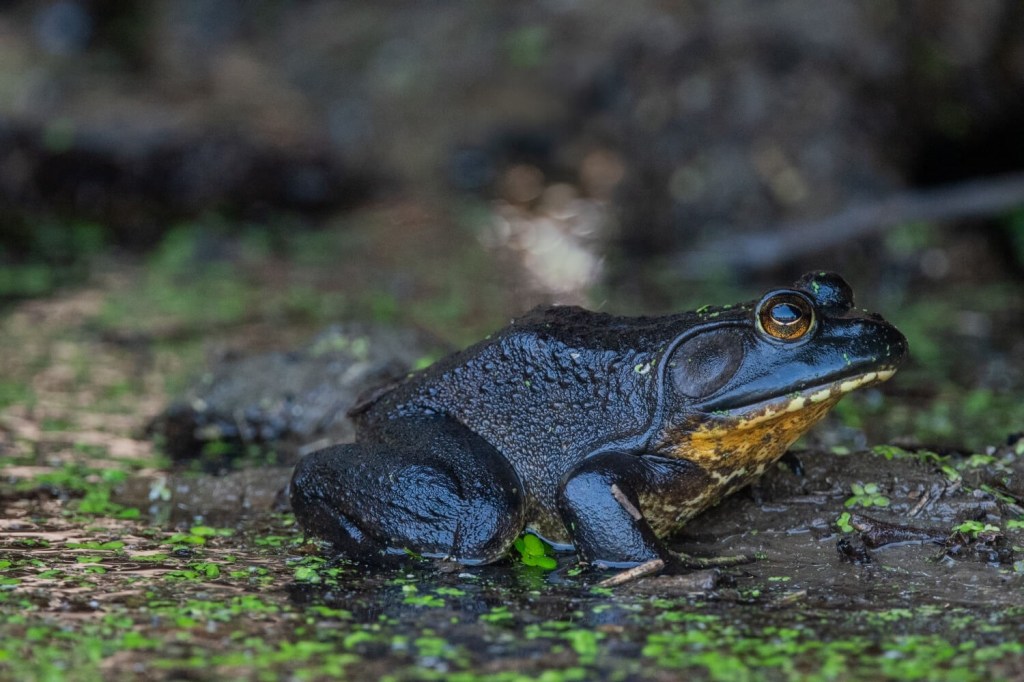 Close-up of bullfrog with reflection in eye