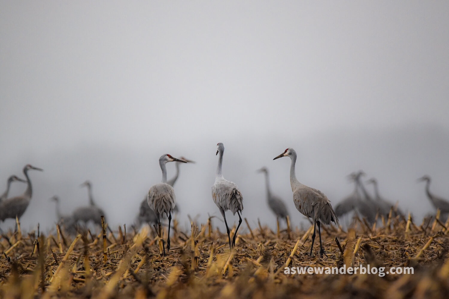 Image of the Day: Deciding to Fly
