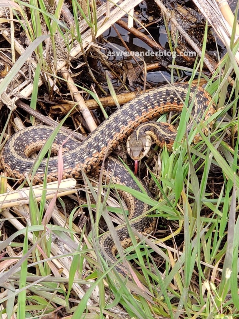 Defensive garter snake trying to look scary