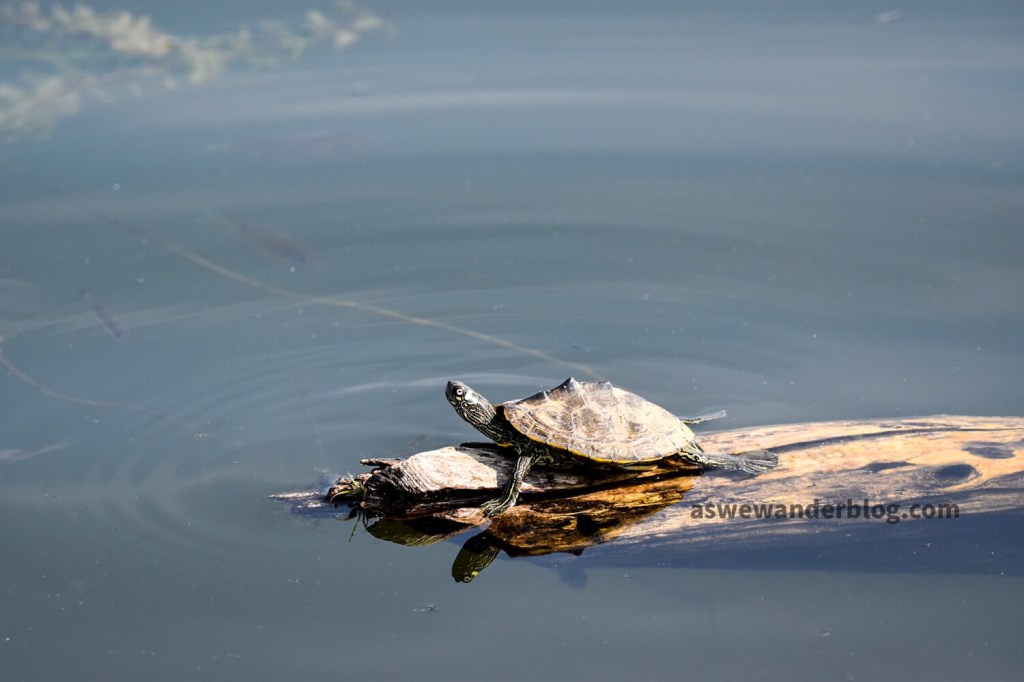 Turtle basking on log