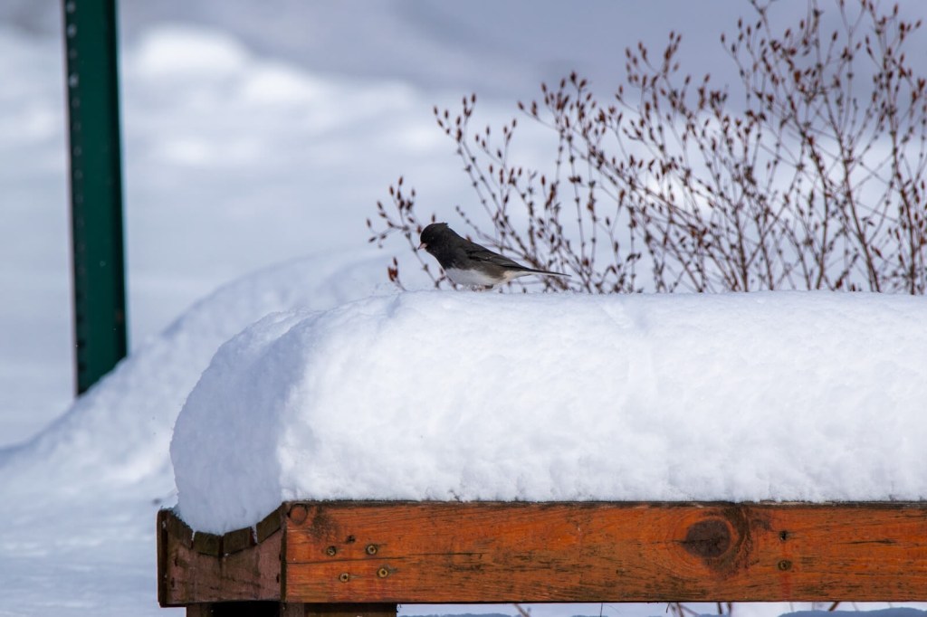 Bird perched on deep snow