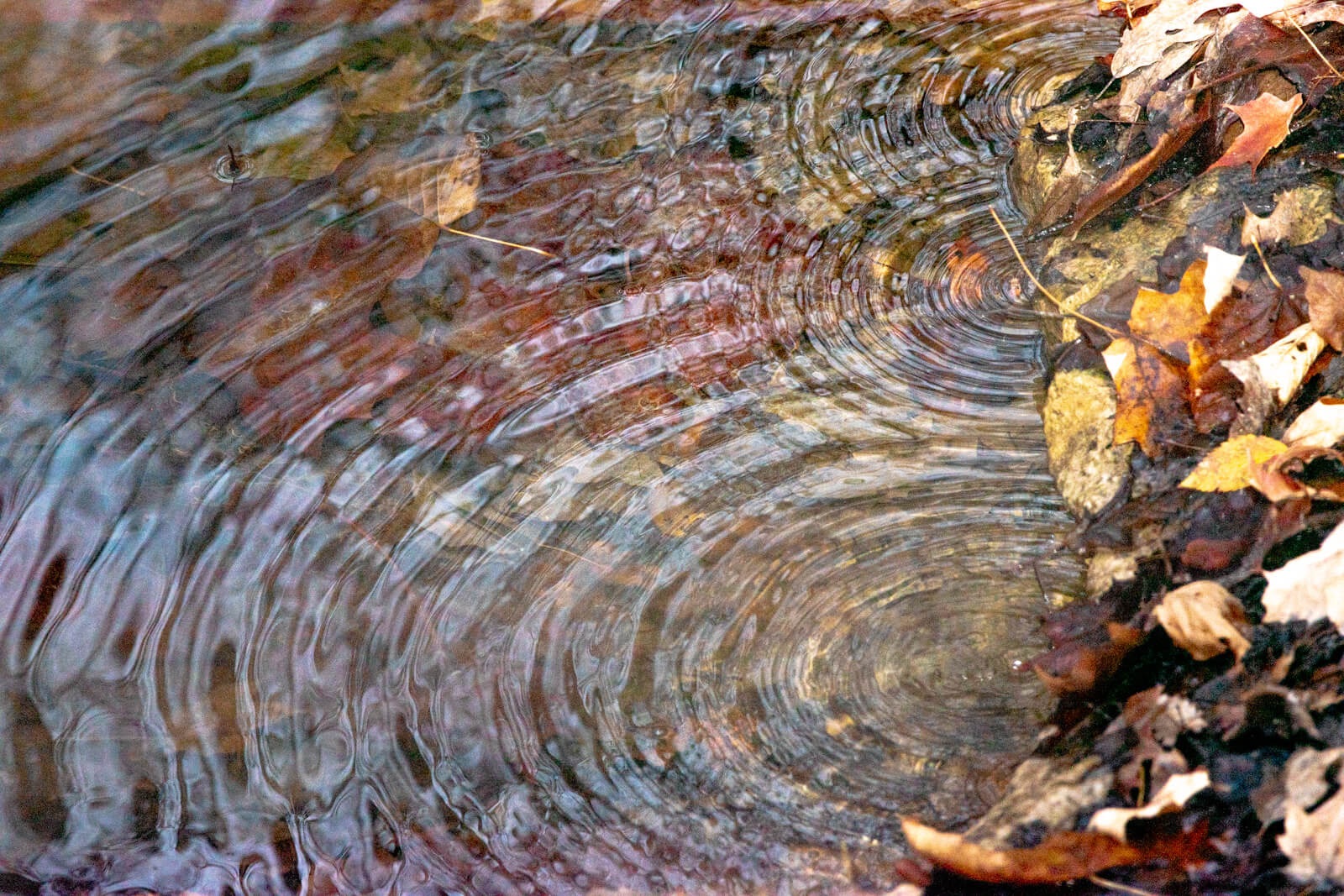 Image of the Day: Overlapping Ripples