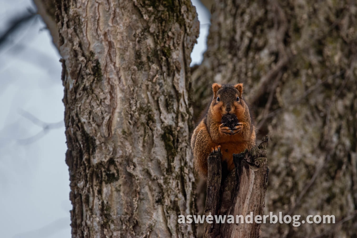 Squirrel storing fat for winter