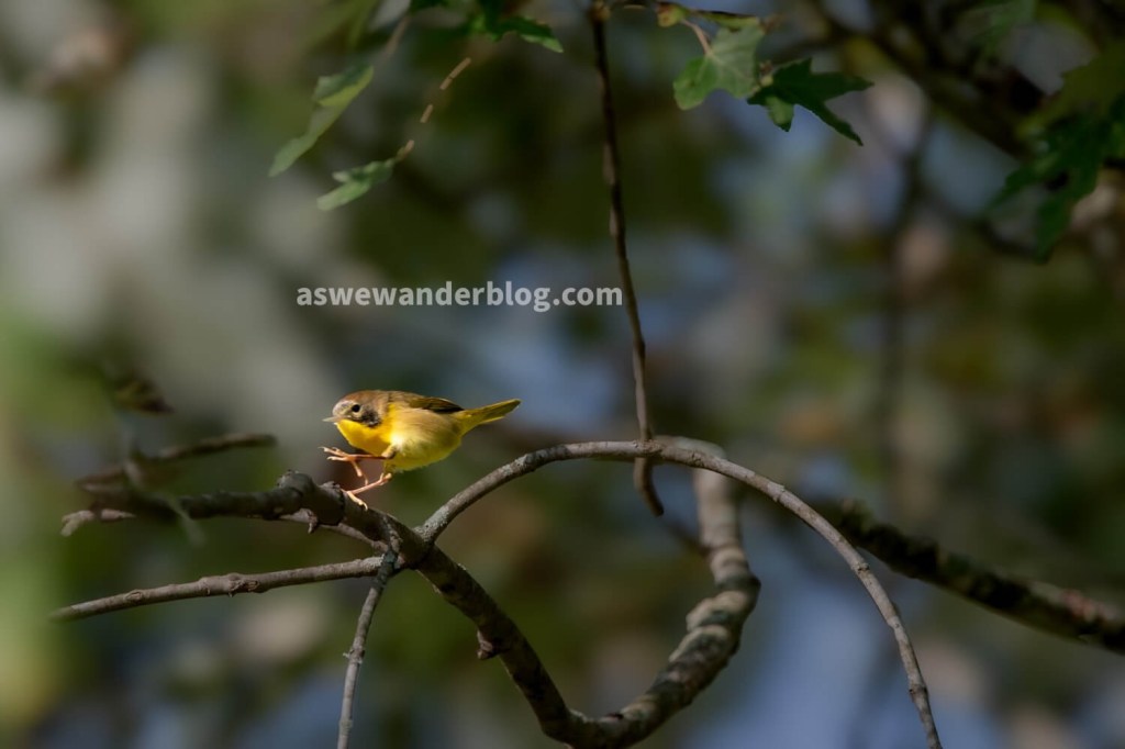 Yellow bird on branch