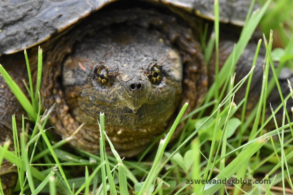 Snapping turtle looking at camera