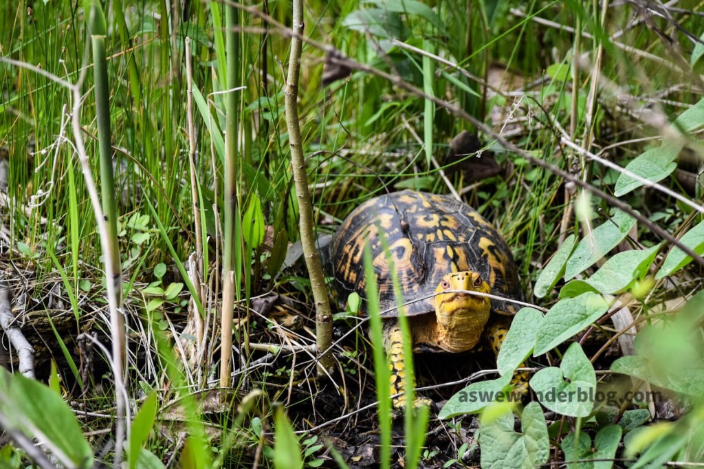 Box turtle with neck extended