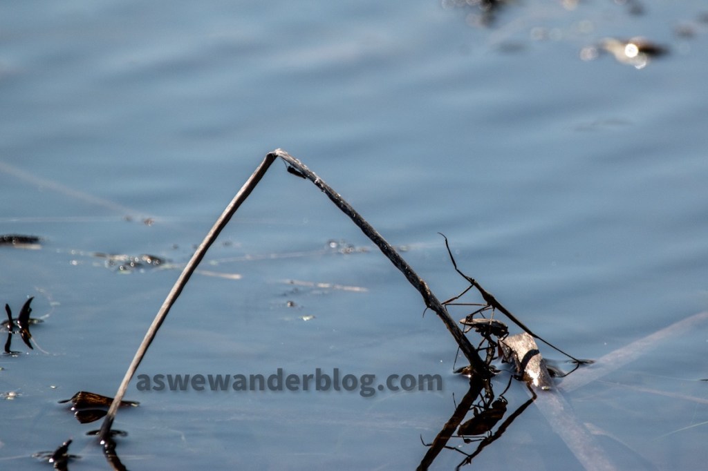 Multiple bugs on a branch in the water