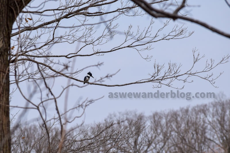 The Hunt for Bigbeak
