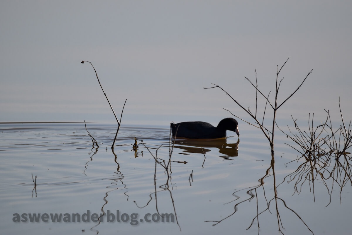 Image of the Day: Pond without Horizon