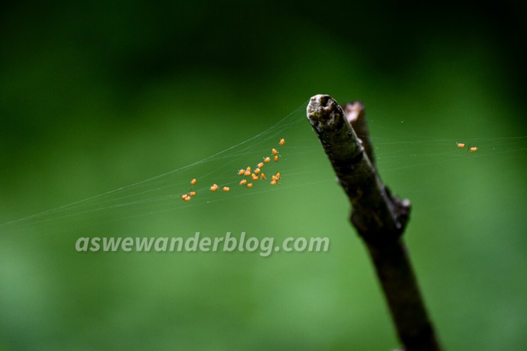 Tiny spiders climbing on web strands