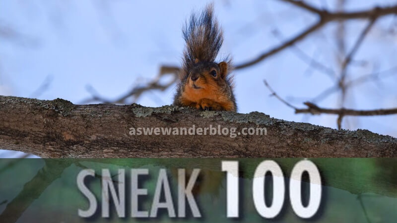 Monday Meme: Invisible Squirrel