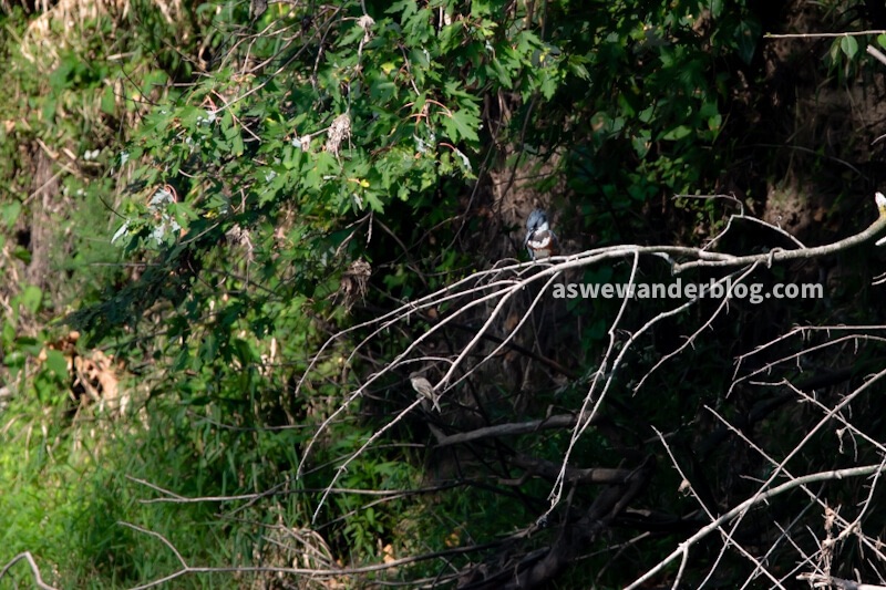 Two birds on branches