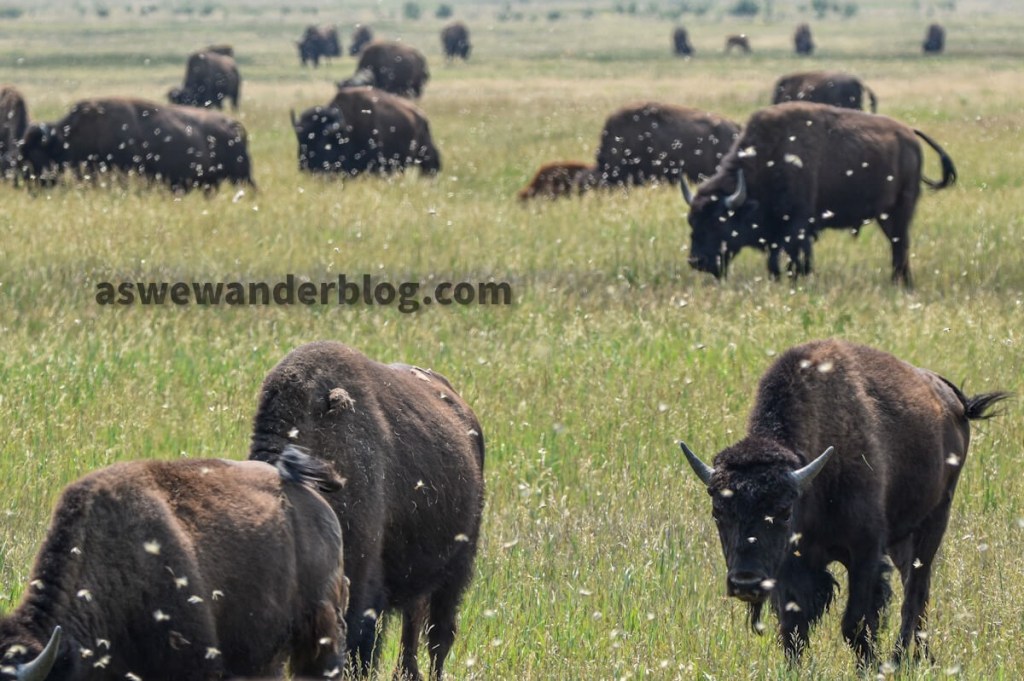 Herd of bison seen though swarm of insects