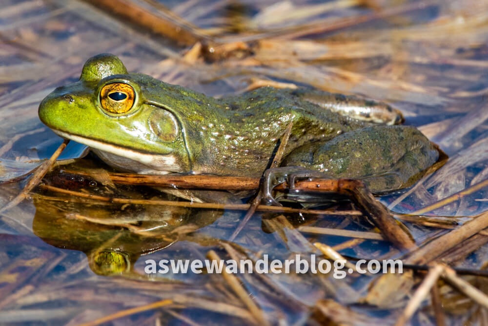 Bullfrog in pond