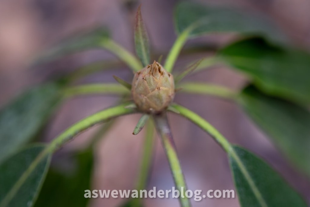 View from above of rhododendron bud