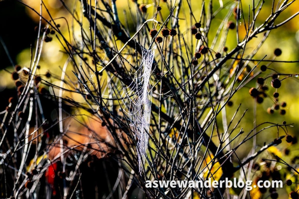 Dewdrops on a spiderweb