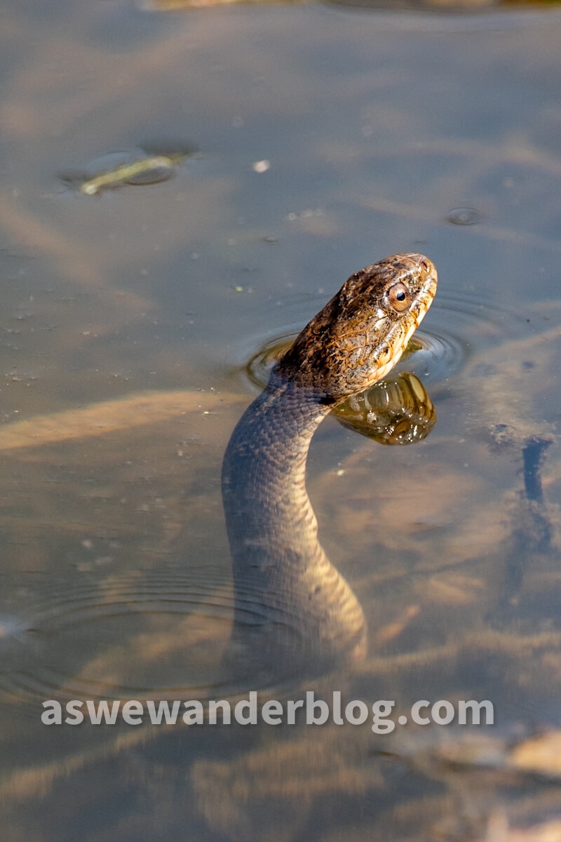 Image of the Day: Surfacing Snake