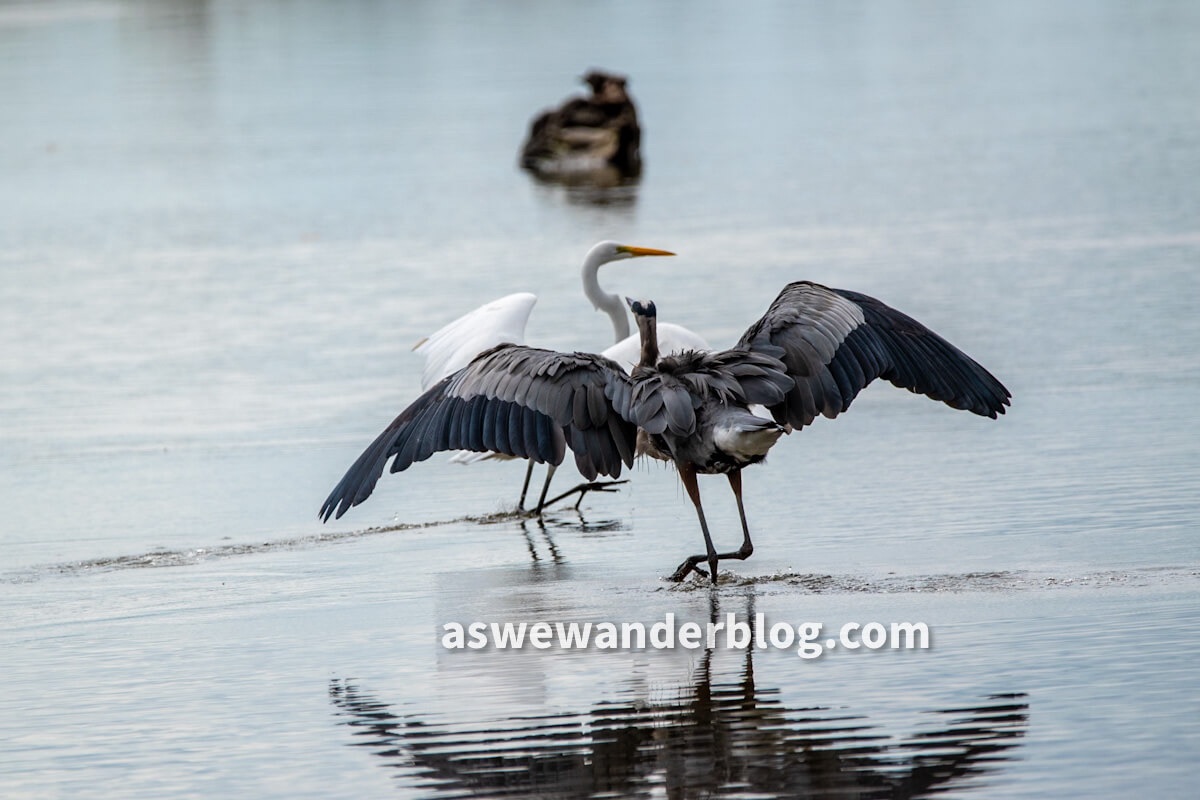 Large wading birds passing each other with wings outspread