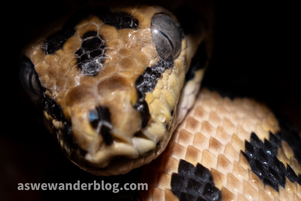 Close-up of carpet python looking toward camera