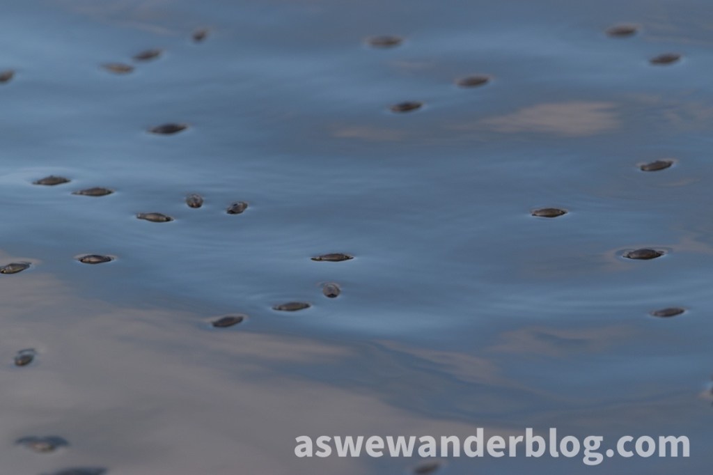 Calm whirligig beetles