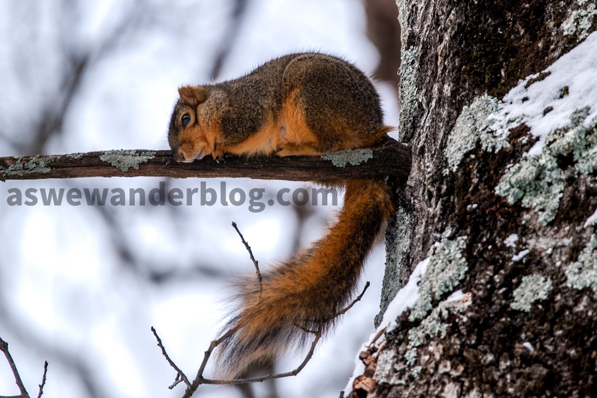 Image of the Day: Cold Squirrel