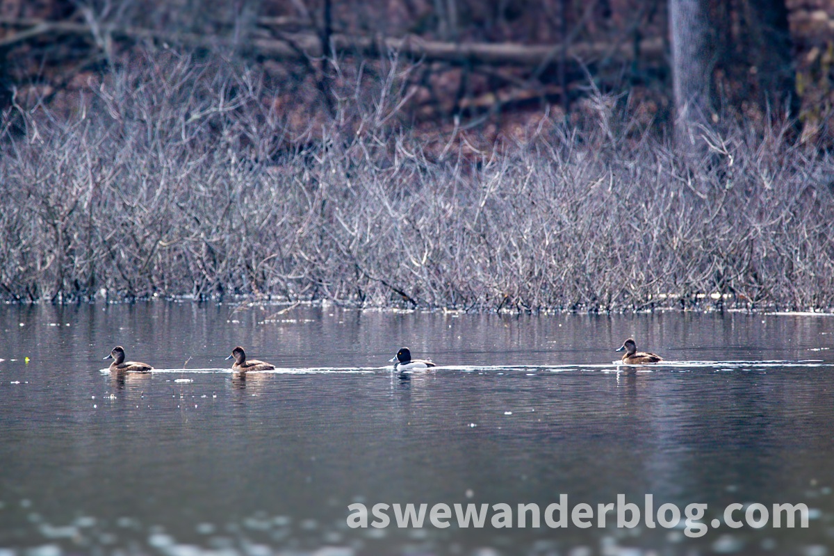 Image of the Day: Ducks in a Row