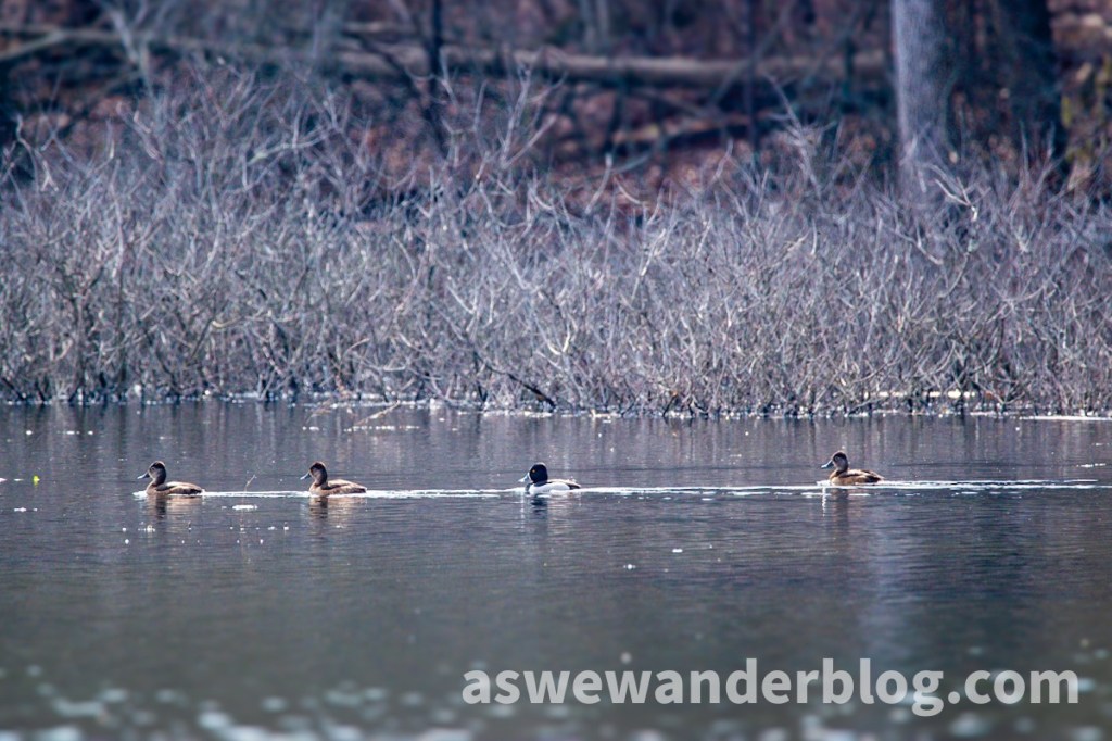 Ducks swimming in a row