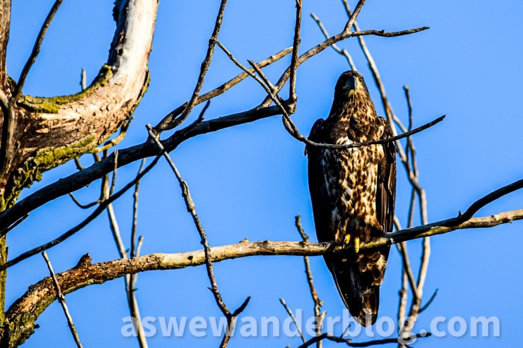 Young eagle on tree branch