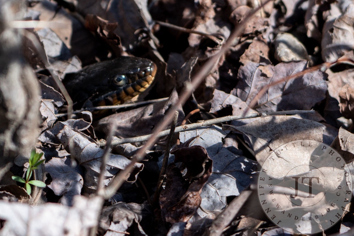 Image of the Day: A Ready Escape