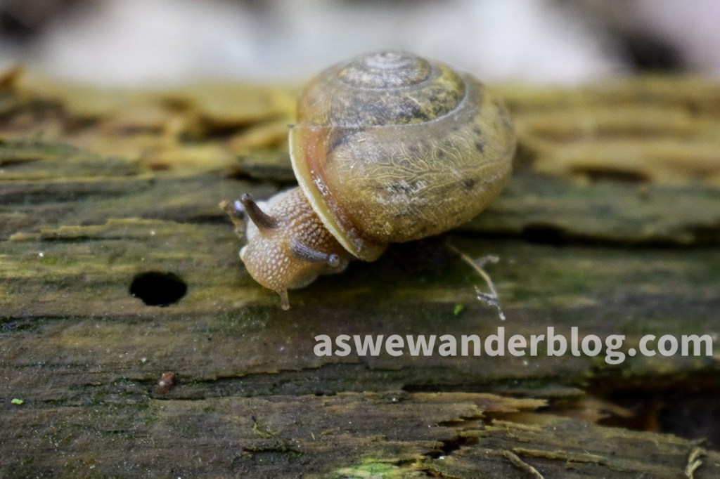Snail on log with eyestalks extended