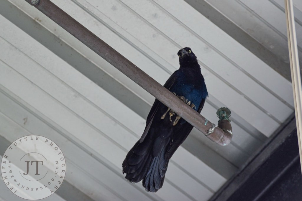 A large grackle looks down from a perch in a building.