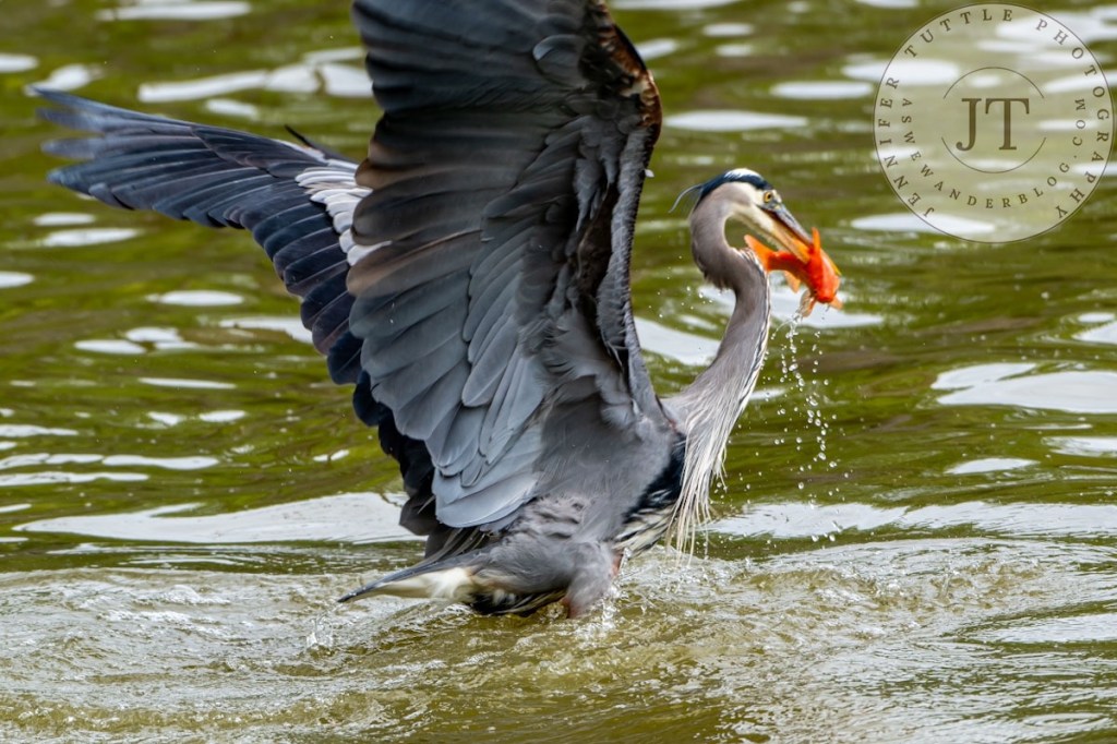 Image of the Day: Heron with&nbsp;Goldfish