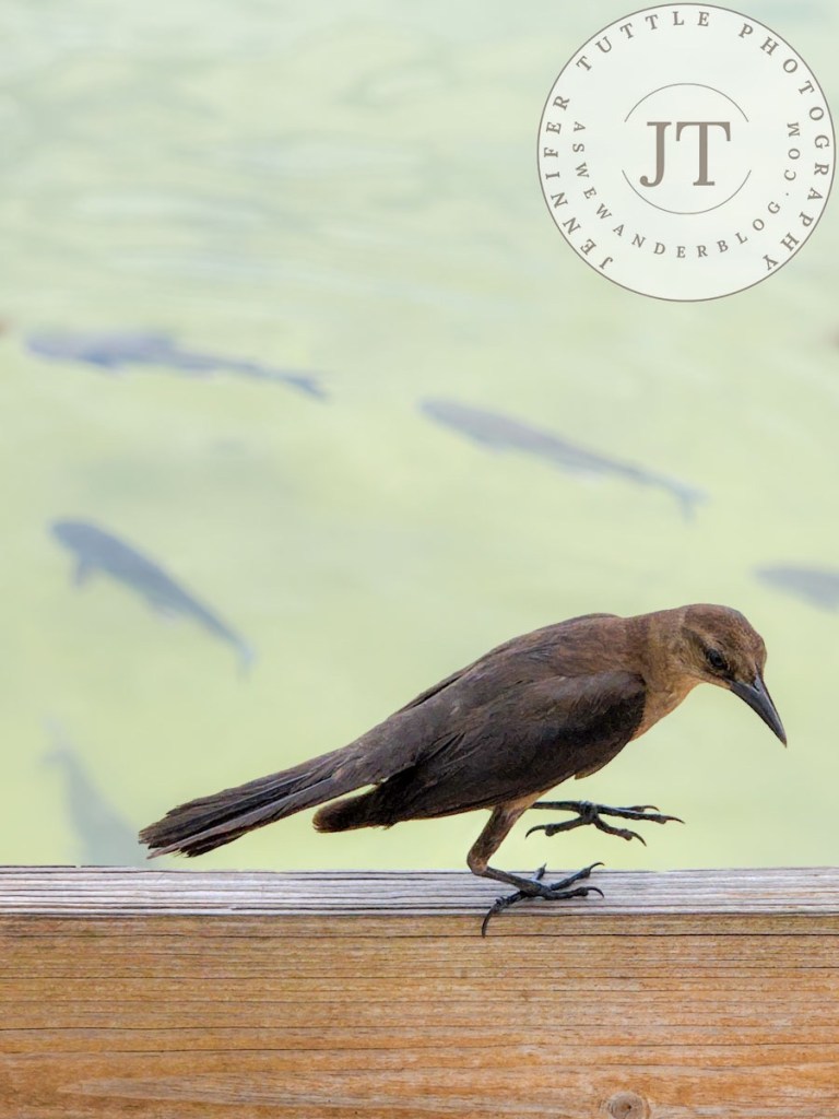 A grackle walks on a fence post with catfish swimming behind.