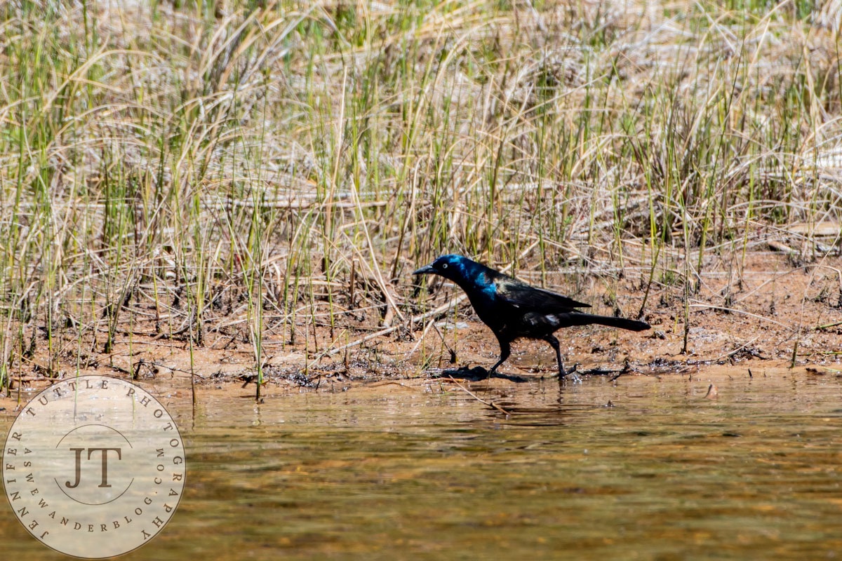 Featured Creature: The Great Grackle