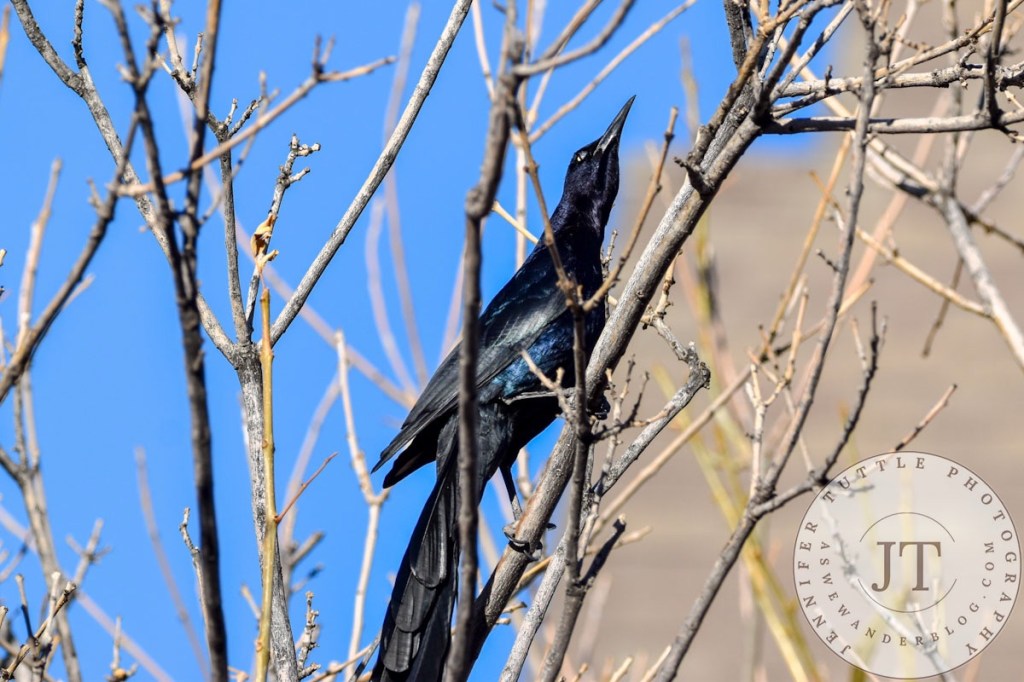 Grackle in tree stretching upwards