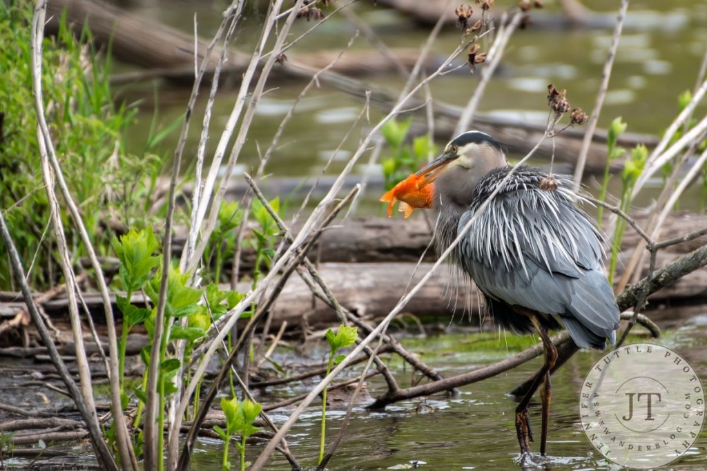 Great Blue Heron walking through pond with goldfish in beak