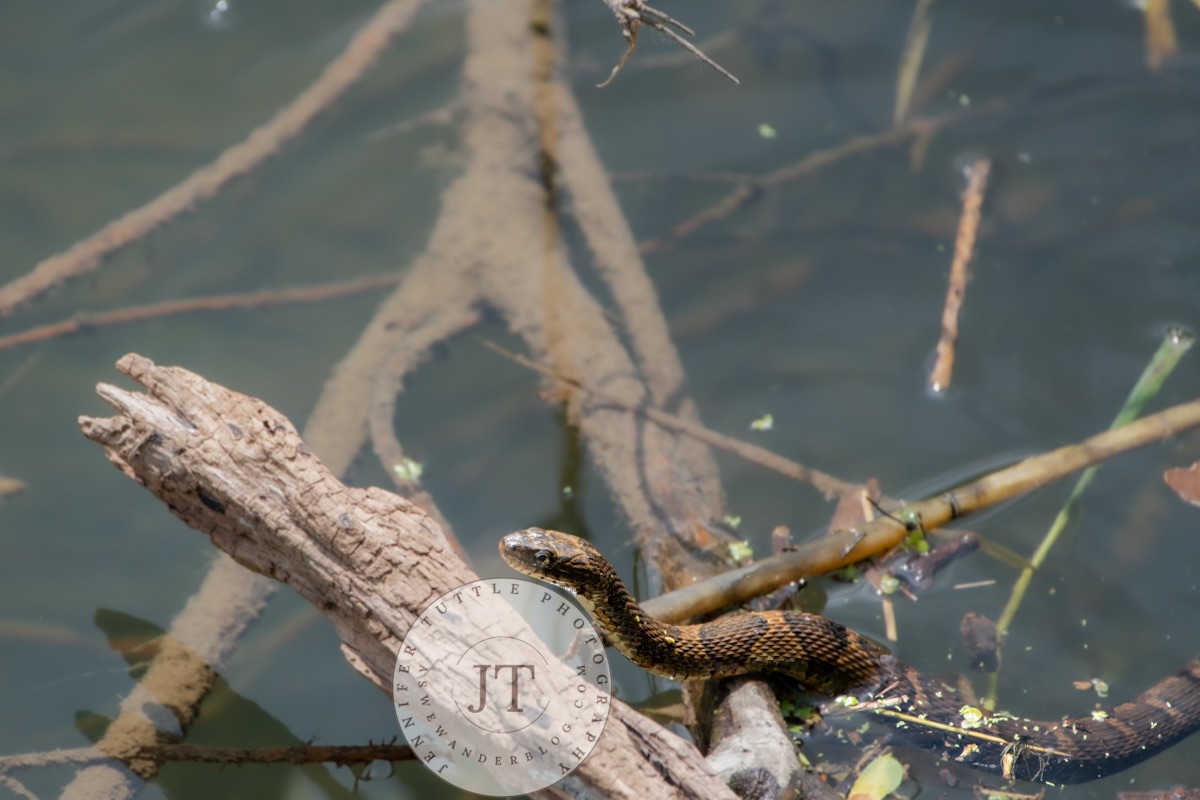 Watersnake Extravaganza