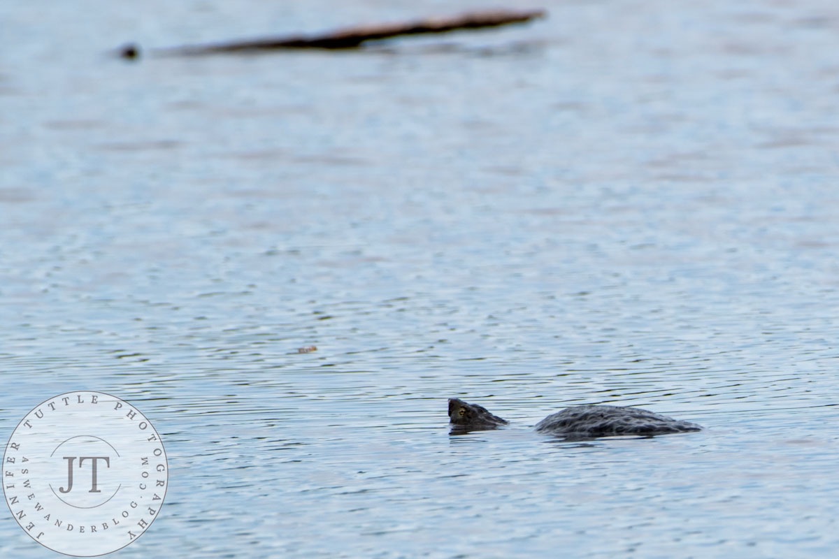 Image of the Day: Swimming Snapper