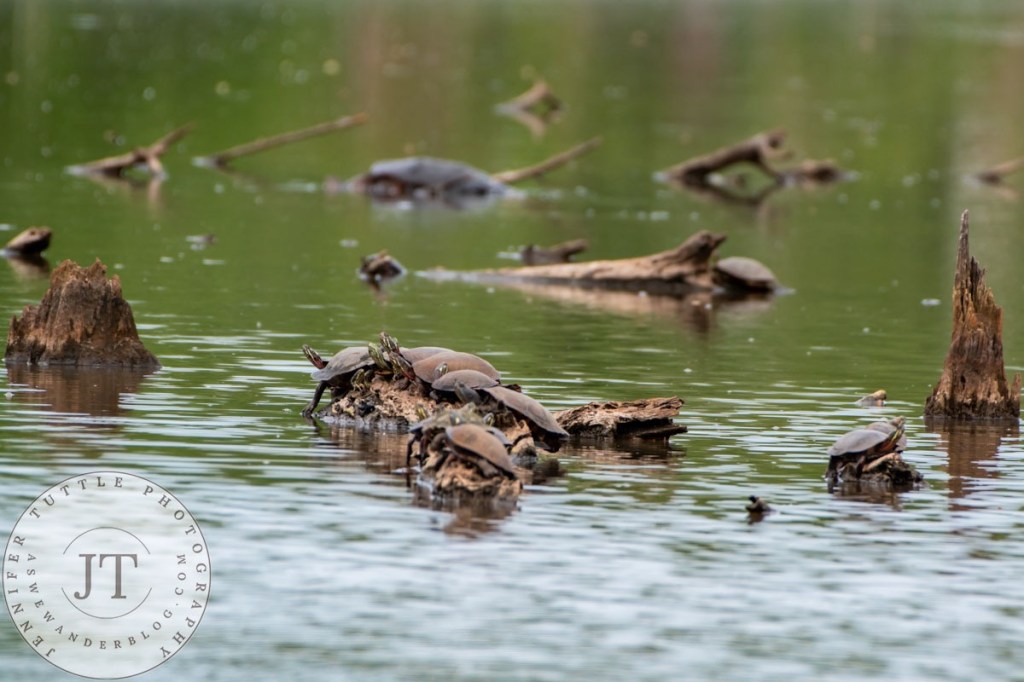 Several turtle species basking in wetland