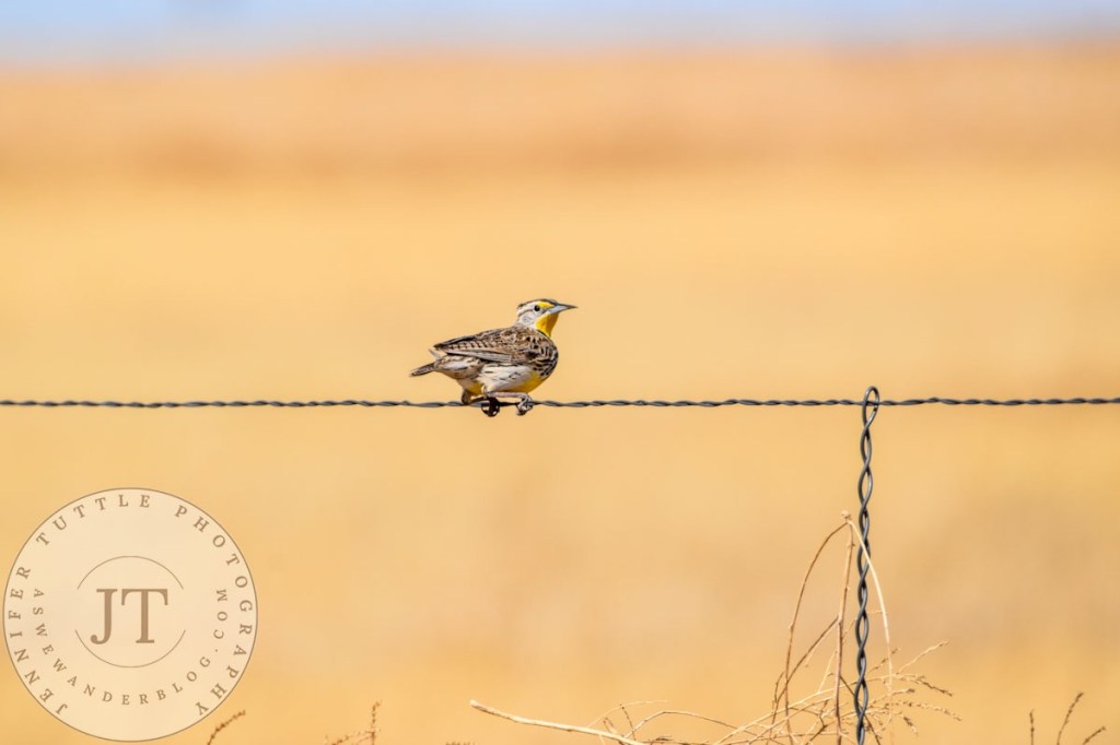 Meadowlark on fence looking back