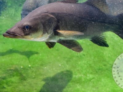 All the Fish in the&nbsp;Sea