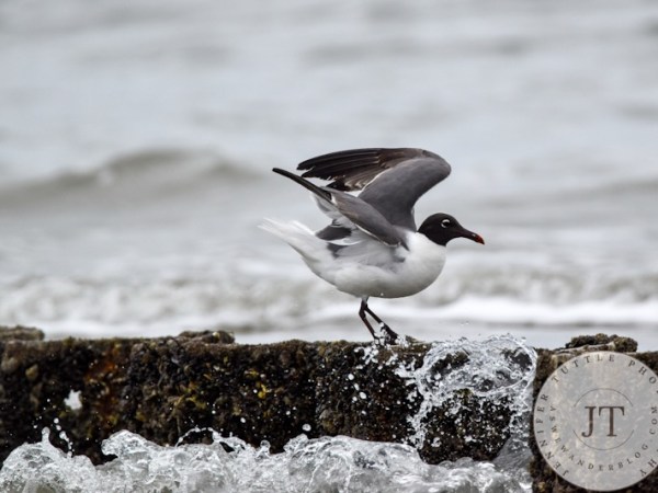 Sapphic Seagulls and Hooligan&nbsp;Cocks