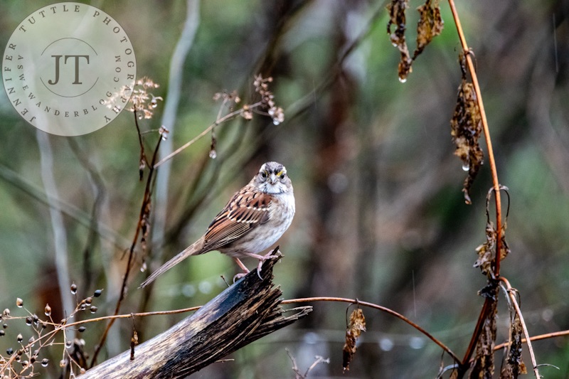 A Non-Binary Backyard Bird